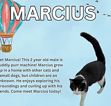 Photo of Marcius