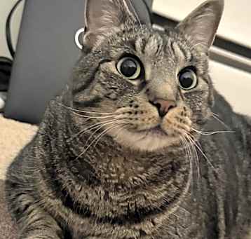 Photo of Shadow
