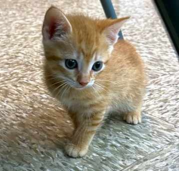 Photo of Honeybee