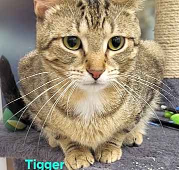 Photo of Tigger