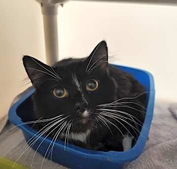 Photo of Salem