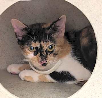 Photo of Cali