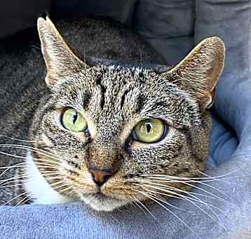 Photo of Petal