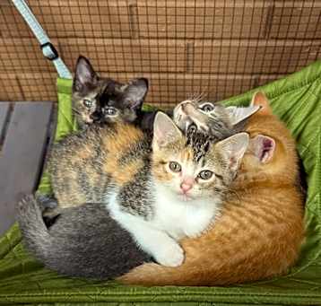 Photo of Phoenix 