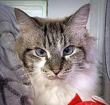 Photo of Smokey