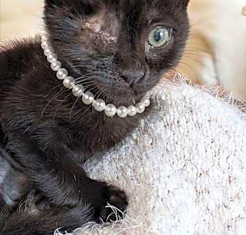 Photo of Wink