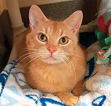Photo of Bobo