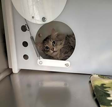 Photo of Caimen - WORKING CAT