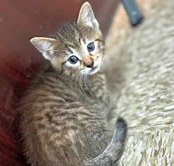 Photo of Midge