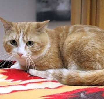 Photo of Cupcake