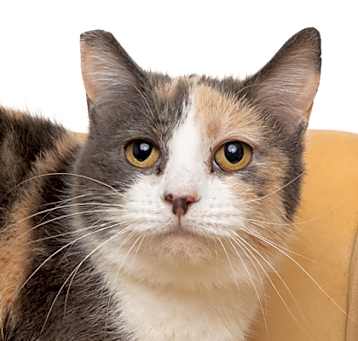 Photo of Buttercup