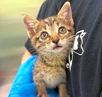 Photo of Willow
