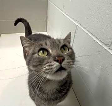 Photo of Gravy