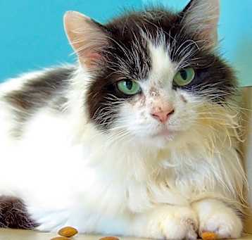 Photo of Taz