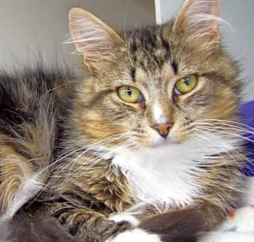 Photo of PomPom