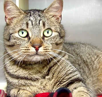 Photo of Tigger