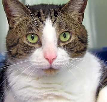 Photo of Hoss