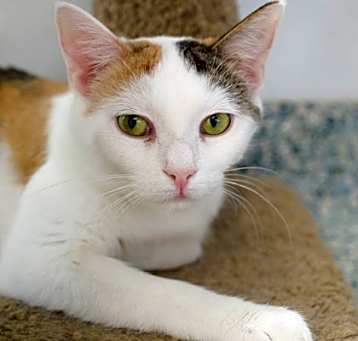 Photo of Criss Cross