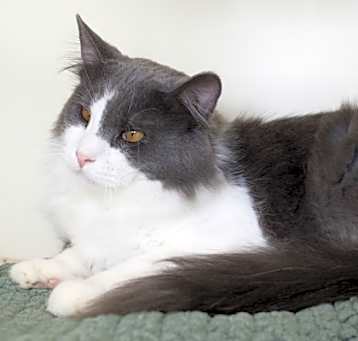 Photo of Patrick (bonded with Ponyboy)