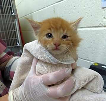 Photo of TIGGER
