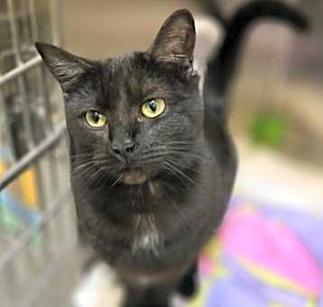 Photo of Onyx