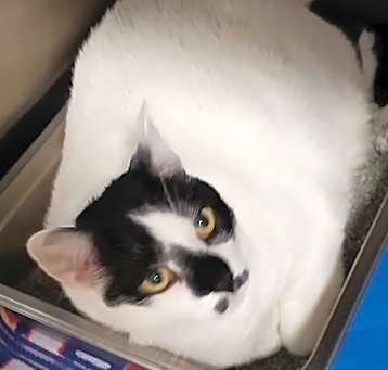 Photo of Nova