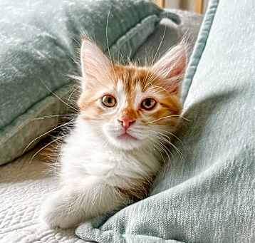 Photo of Cheez