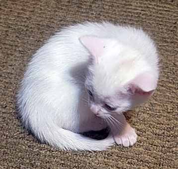 Photo of powder