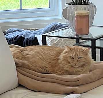 Photo of Lily