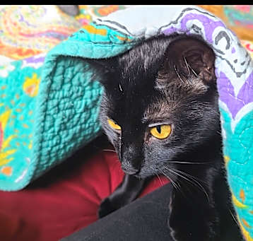 Photo of Ophelia