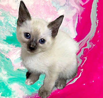 Photo of TUSC-Stray-80466