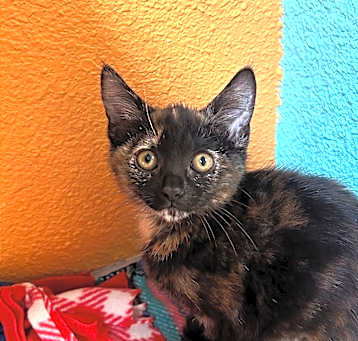 Photo of Bonnie