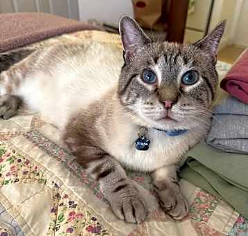 Photo of Rocco