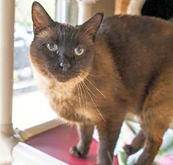 Photo of Bandit