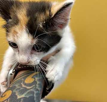 Photo of Tinker
