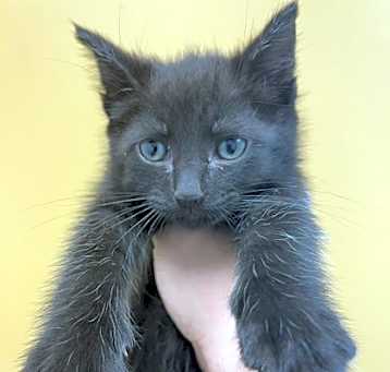 Photo of Peanut