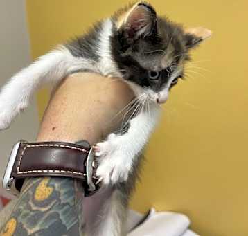 Photo of Pip