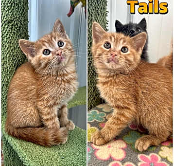 Photo of Tails - SR5
