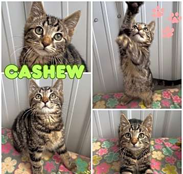 Photo of Cashew