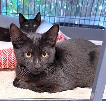 Photo of Jinx