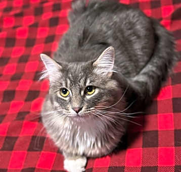 Photo of Nibbles