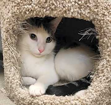 Photo of Skitty