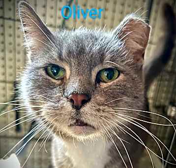 Photo of Oliver