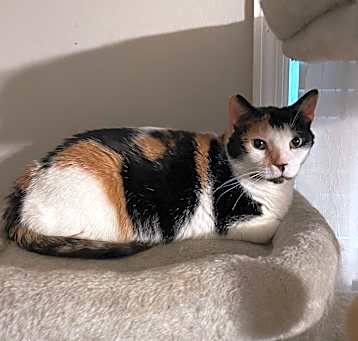 Photo of Lily