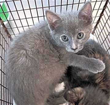 Photo of SCRUFFY