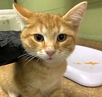 Photo of ROMEO