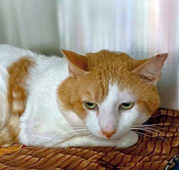 Photo of Giblet