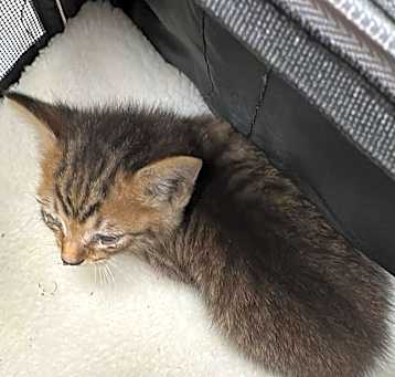 Photo of Grey