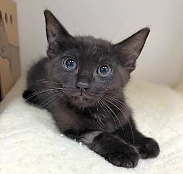 Photo of Merlin