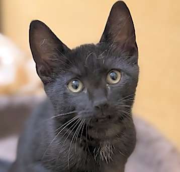 Photo of Hershey
